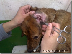 Otitis_perros (1)