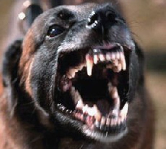 [perro rabioso[3].jpg]
