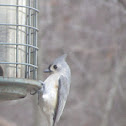 Tufted Titmouse