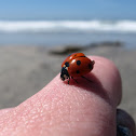 Juvenile Seven Spotted Lady Beetle