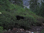 Black bear on the trail.