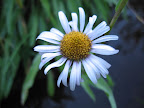 Wildflower.