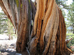 Old Juniper trees. These get to be 1000 - 2000 years old!
