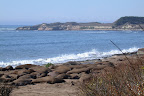 Elephant seals at Ano Nuevo State Park.
