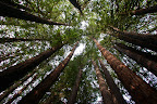 Forest of Nisene Marks State Park, Aptos CA.