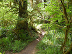 Olympic National Park