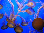 Jellyfish at Monterey Bay Aquarium