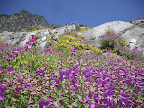 Lots o' wildflowers.