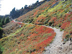 Trail to Winchester... blueberry shrubs turning red.