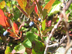 Late season blueberries.. mmm...