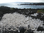 Coral deposits at the Ahihi Keanau Reserve