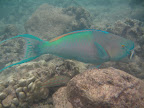 Parrot fish