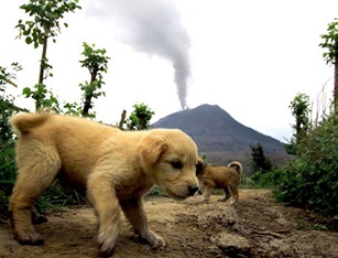 Filhotes de cachorros abandonados perambulam pelos arredores do vulcão Sinabung, na ilha de Sumatra
