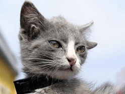Gato de quatro orelhas (Foto - Reuters)