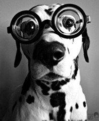 cachorro oculos