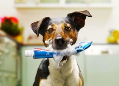 escovando os dentescao