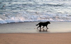 Cachorro-na-Praia