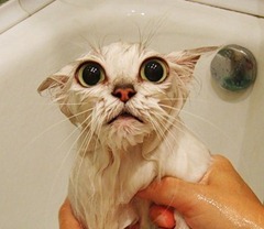 gato no banho