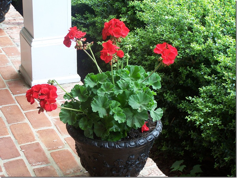 Geraniums 2010 010