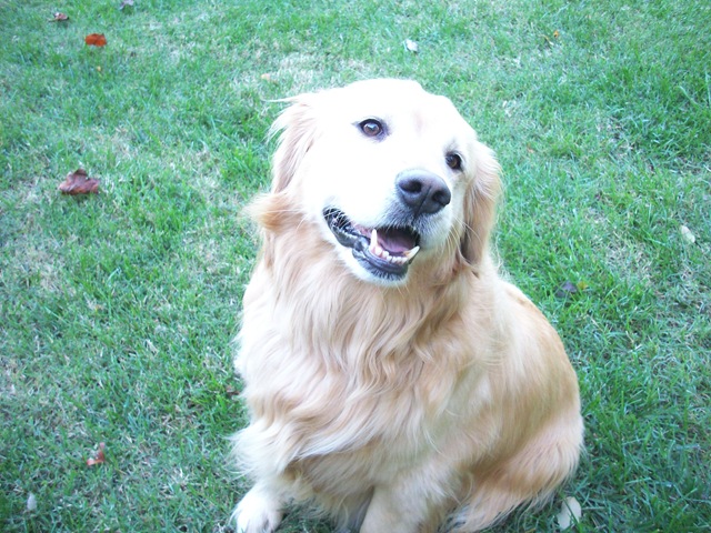 [OakleyandDogSpray0133.jpg]