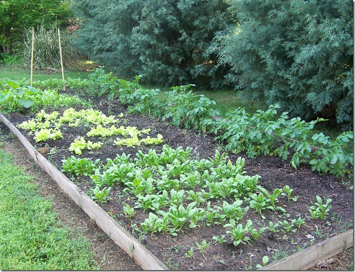 Deck and Garden May 11 011