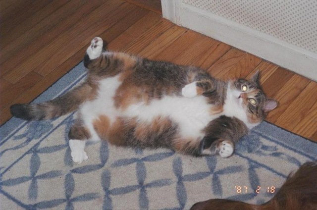 [kucing obese 8[3].jpg]