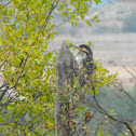 Chilean flicker