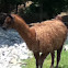 Llama
