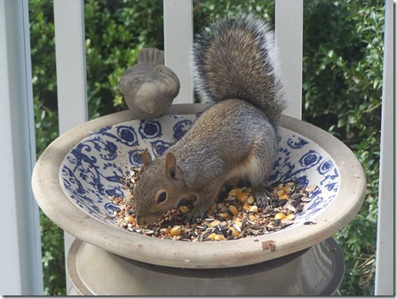 itsminesquirrel110610