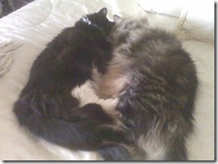 catsasleep2 