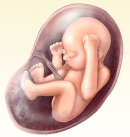 photogallery_pregnancy_week_by_week_baby_28_full
