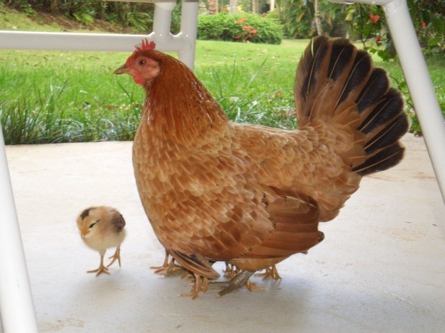 [05AprHawaii_Resort_Hen_chick_sized[5].jpg]