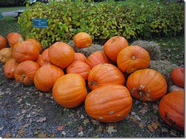 IMG_3903 IMG_3903
