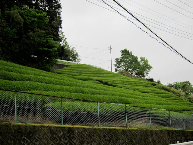 Tea plantation?