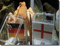 FIFA World Cup Final Winner: Paul Octopus Vs Singapore Mani Parrot