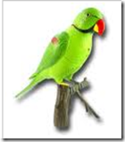 FIFA World Cup Final Winner: Paul Octopus Vs Singapore Mani Parrot