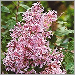 Josee Reblooming Lilac