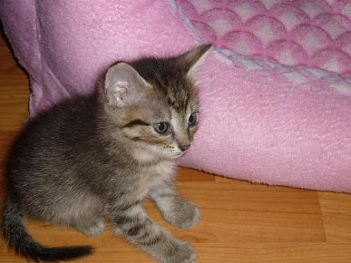 Ross (ahora Guille)