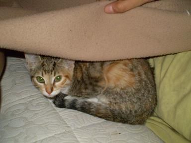 Phoebe en casa