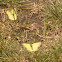 Clouded Sulphur