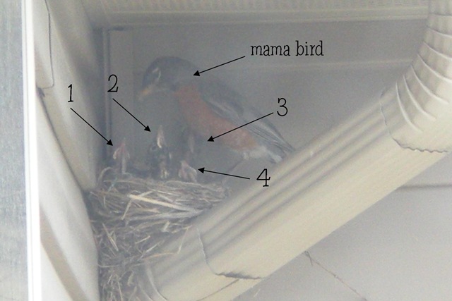 [birds labeled[7].jpg]