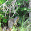 Columbian ground squirrel
