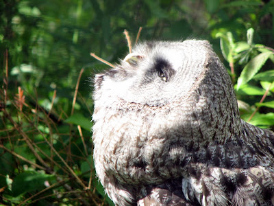 Owl Sunbathe - 365 photo paths
