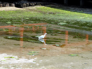 Heron Reflection in the Shinto Shrine Silence - 365 photo paths