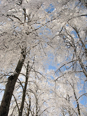 Trees Snowed Tunnel - 365 photo paths