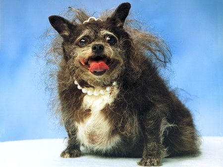 [a97635_munchkin[6].jpg]