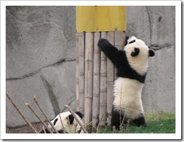 1996 China - Chengdu - Panda Breeding Center