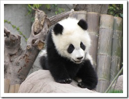 2024 China - Chengdu - Panda Breeding Center