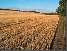 corn stubble 2