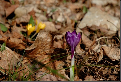 Crocuses Crocuses